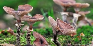 Yeryüzündeki en büyük canlı nedir?