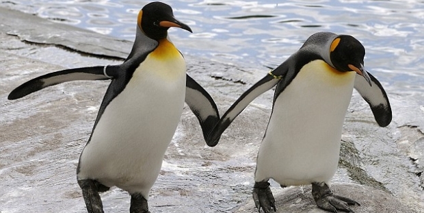 page_escinsel-penguenler-heteroseksuel-ciftin-yumurtalarini-caldi_962491197.jpg