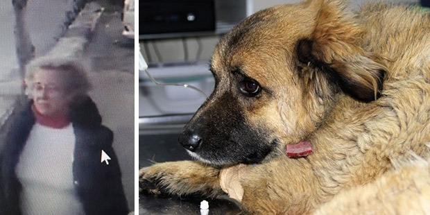 Bodrum’da bir kadının gülerek zehirli mama verdiği Tarçın köpek hayatını kaybetti