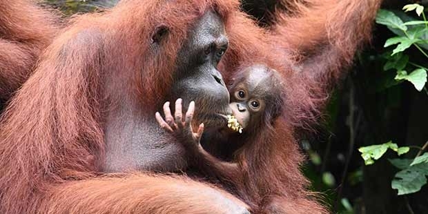 Soyu tehlikede olan orangutanı tüfekle 130 kez vurarak öldürdüler