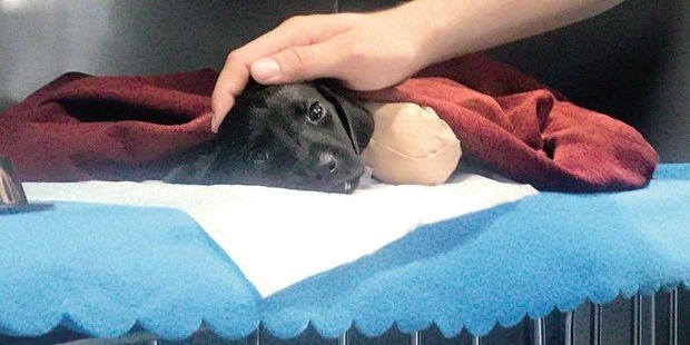 Bacakları kesilen yavru köpeği tedavi eden veteriner: Bu iş insan işi