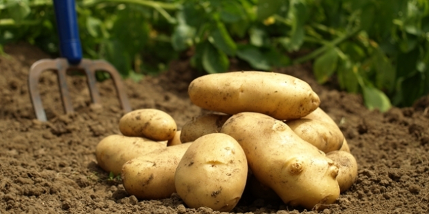Patates fiyatına "yazlık hasat" freni