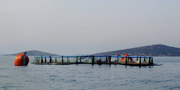 Ayvalık'ta balık çiftlikleri için 'ÇED gerekli değildir' kararına 2'nci iptal