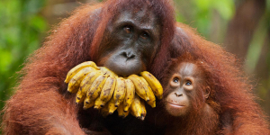 Orangutanlar yemek için telleri kanca yapıyor