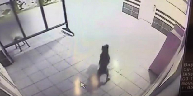 Ortaokula giren pitbull polis tarafından vuruldu