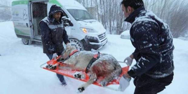 Yaralı köpek için karda 37 kilometre gittiler