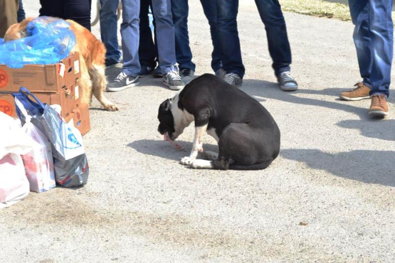 Mersin Belediyesi Nin Hayvan Barinagi Rezaleti