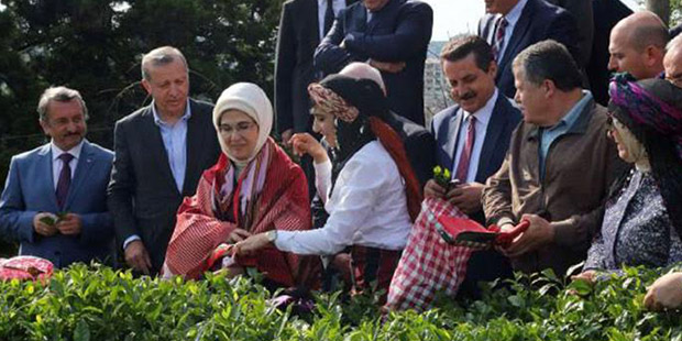 Yargıtay Başkanı İsmail Rüştü Cirit, Cumhurbaşkanı Tayyip Erdoğan'la çay toplamasını ‘Devlet başkanı, devletin başı ve birliğimizin sembolüdür’ sözleriyle savunmuştu