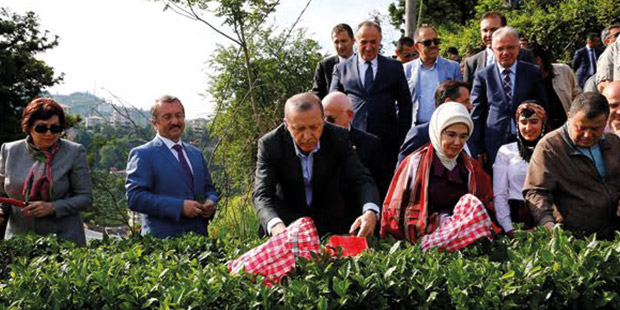 Cumhurbaşkanı Tayyip Erdoğan ve eşi Emine Erdoğan, Danıştay Başkanı Zerrin Güngör (en solda) Yargıtay Başkanı İsmail Rüştü Cirit (en sağda) ile Rize'de çay toplamıştı