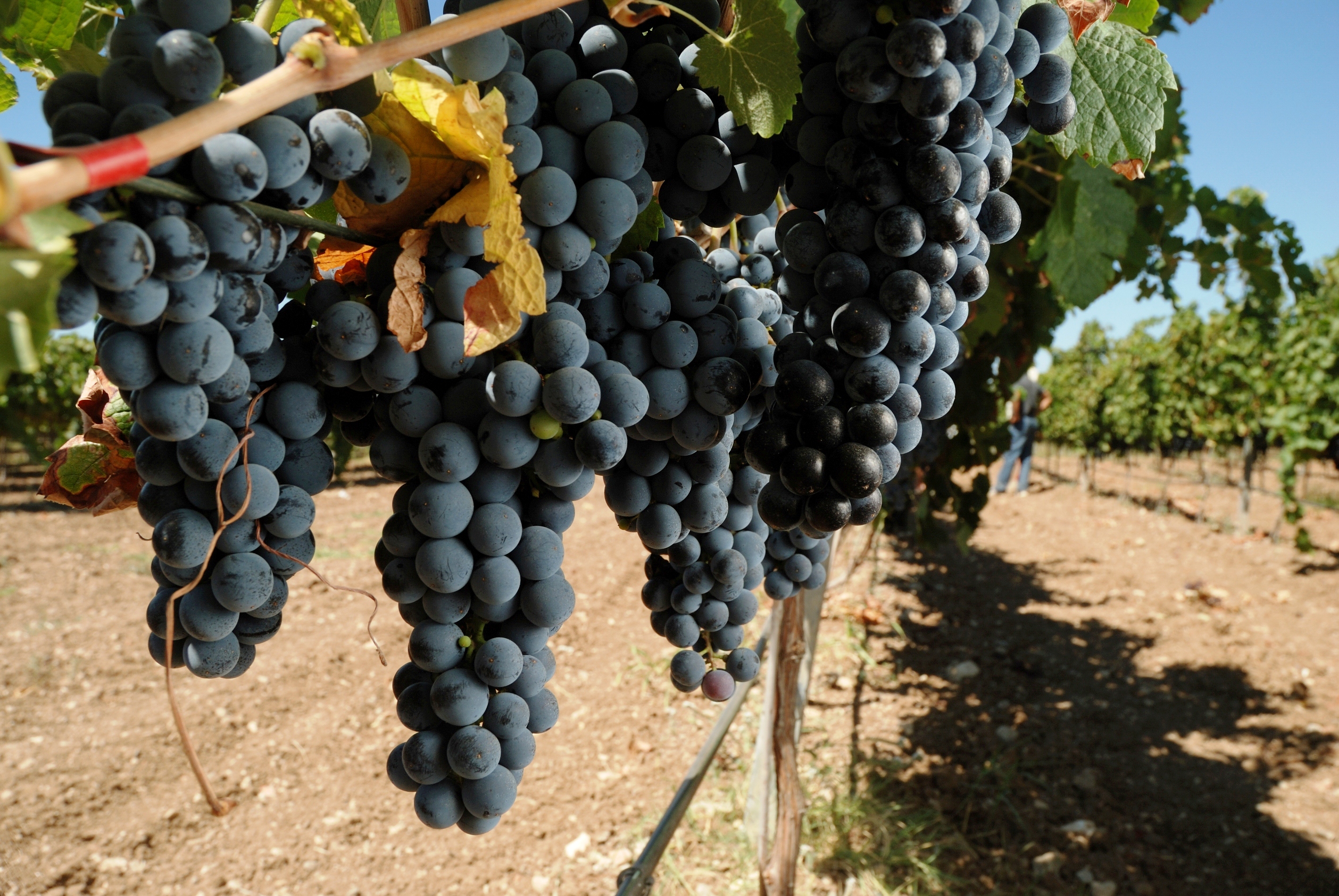 Türkiye bağlarının üzümleri sadece yüzde 2 oranında şaraba işleniyor. Oysa katma değer şarapta...