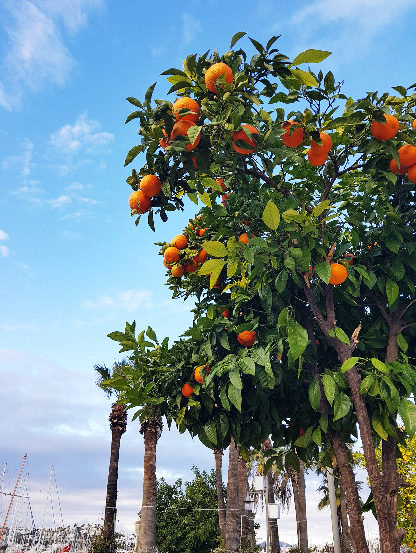 Bahçeleri sökülüp pansiyon yapılan Bodrum mandalinası, dünyanın en güzel aromalı meyvelerinden