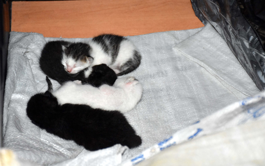 Kedi yavruları yatak odasında, kendileri çekyatta yatıyor