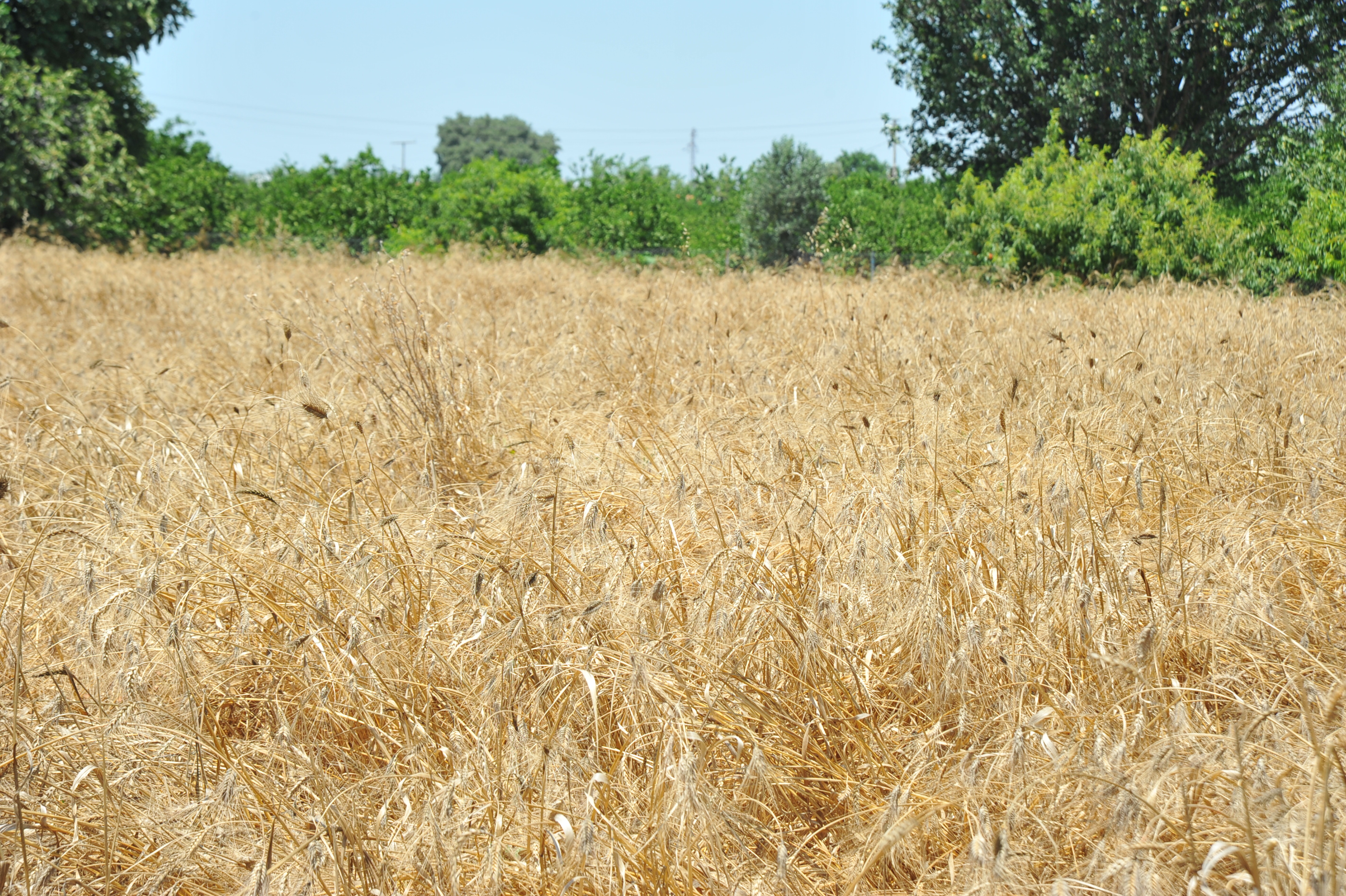 Karakılçık buğday tarlası