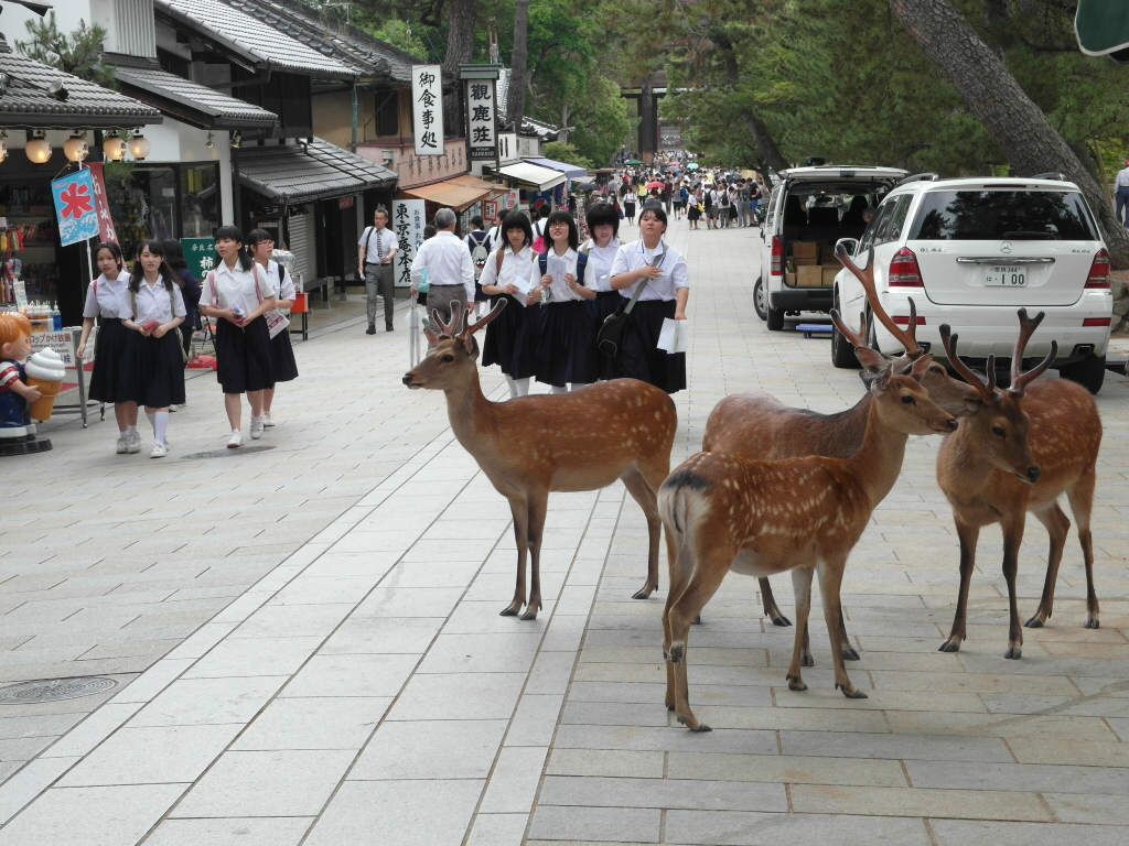Japonya'nın ilk başkenti olan Nara, halkla iç içe yaşayan yaban geyikleriyle de özgün bir şehir. 