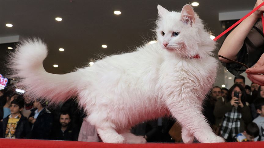 İşte Türkiye'nin en güzel kedisi