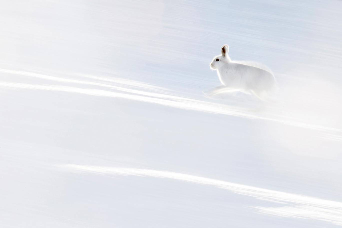 Hareketli An Kategorisi: İskoçya'da beyaz bir tavşan- Hermann Hisch