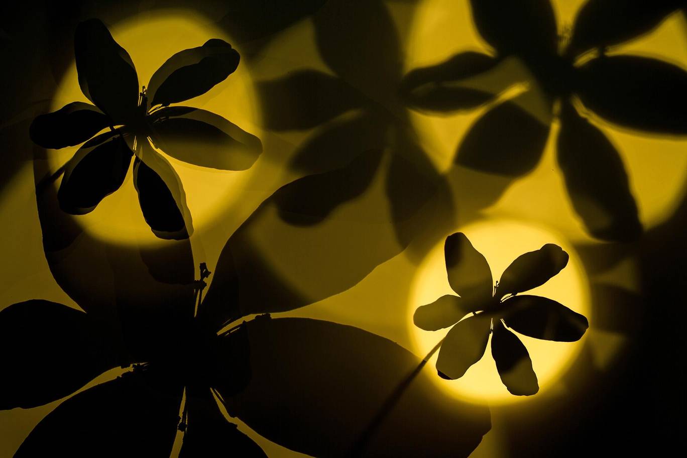 Bitki ve Mantar Kategorisi: Günışığı önünde çiçekler- Daniela Graf