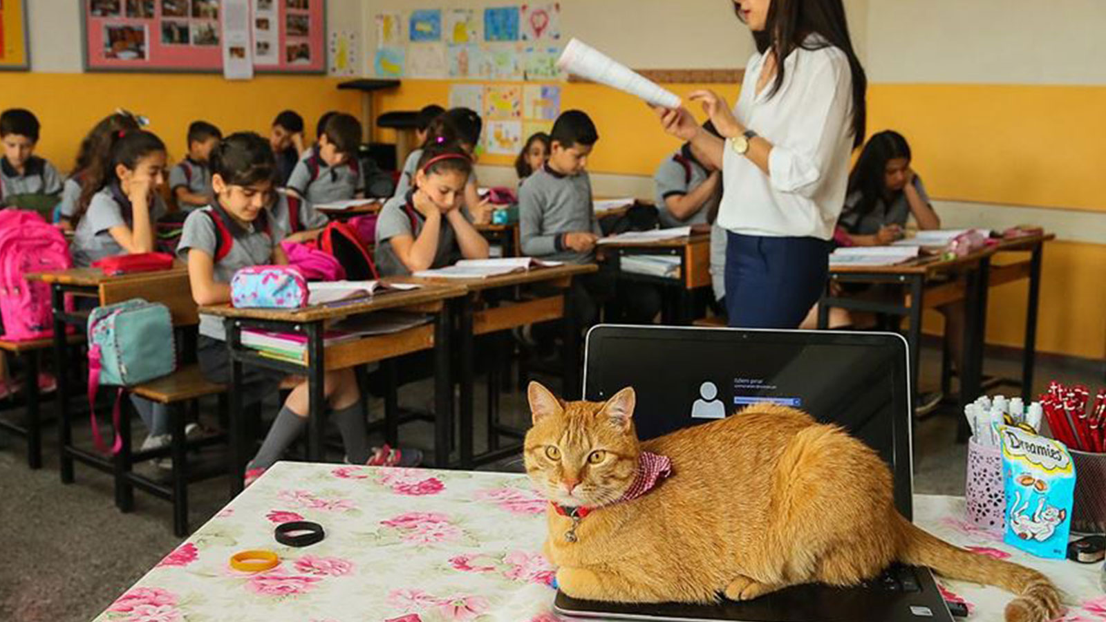Кошка класс. Kids gentle with Cats Classroom.