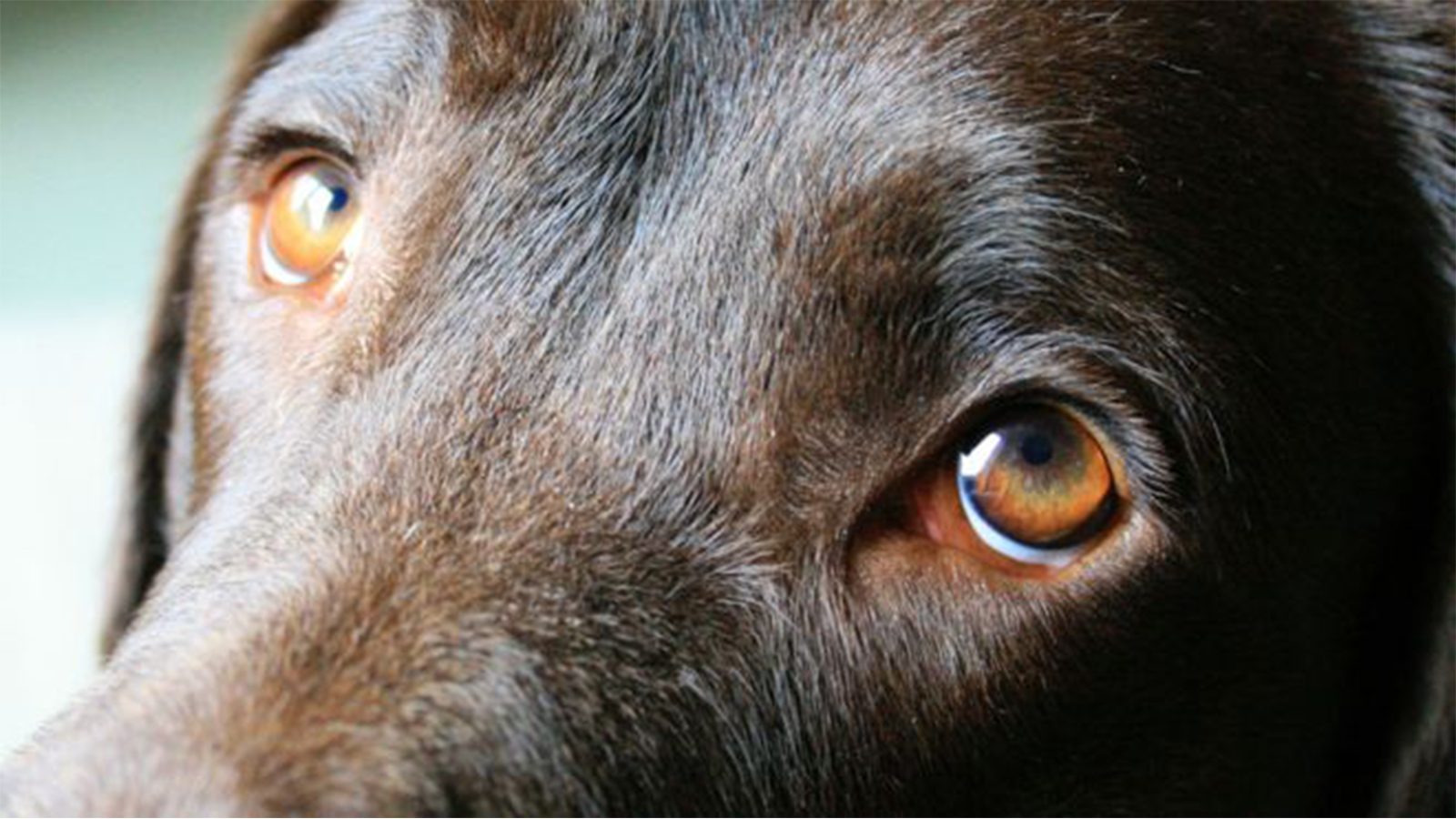 Коричневые глаза собачьи