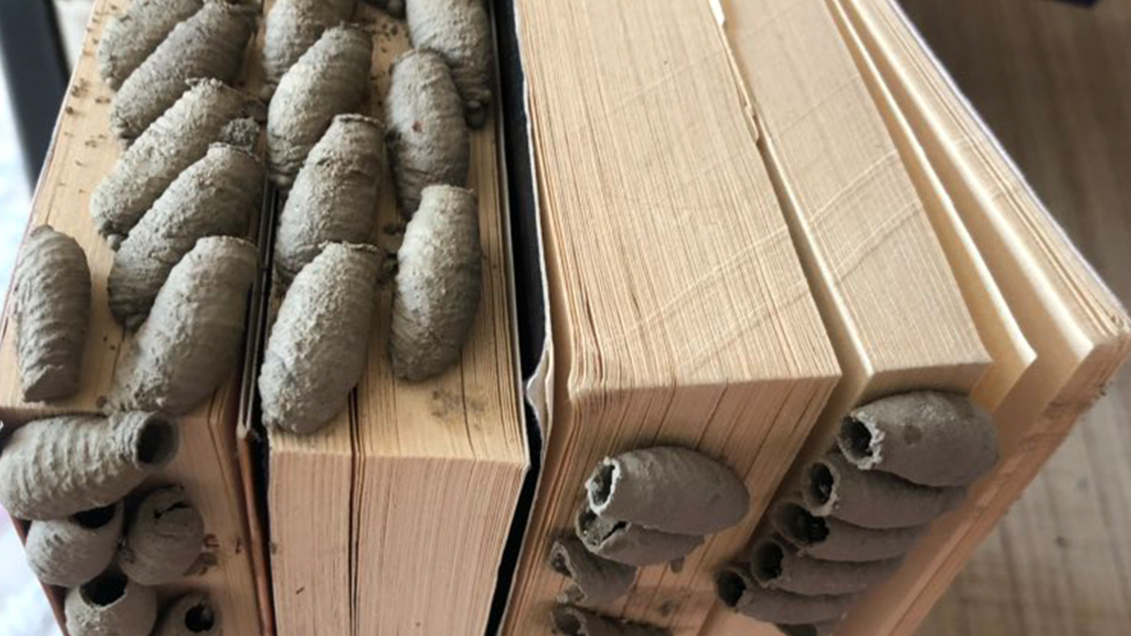 Sosyal medyanın yeni tartışması: Yaban arıları Türkiye’deki kitaplıklara hapishane mi kuruyor? Sosyal medyanın yeni tartışması: Yaban arıları Türkiye’deki kitaplıklara hapishane mi kuruyor?