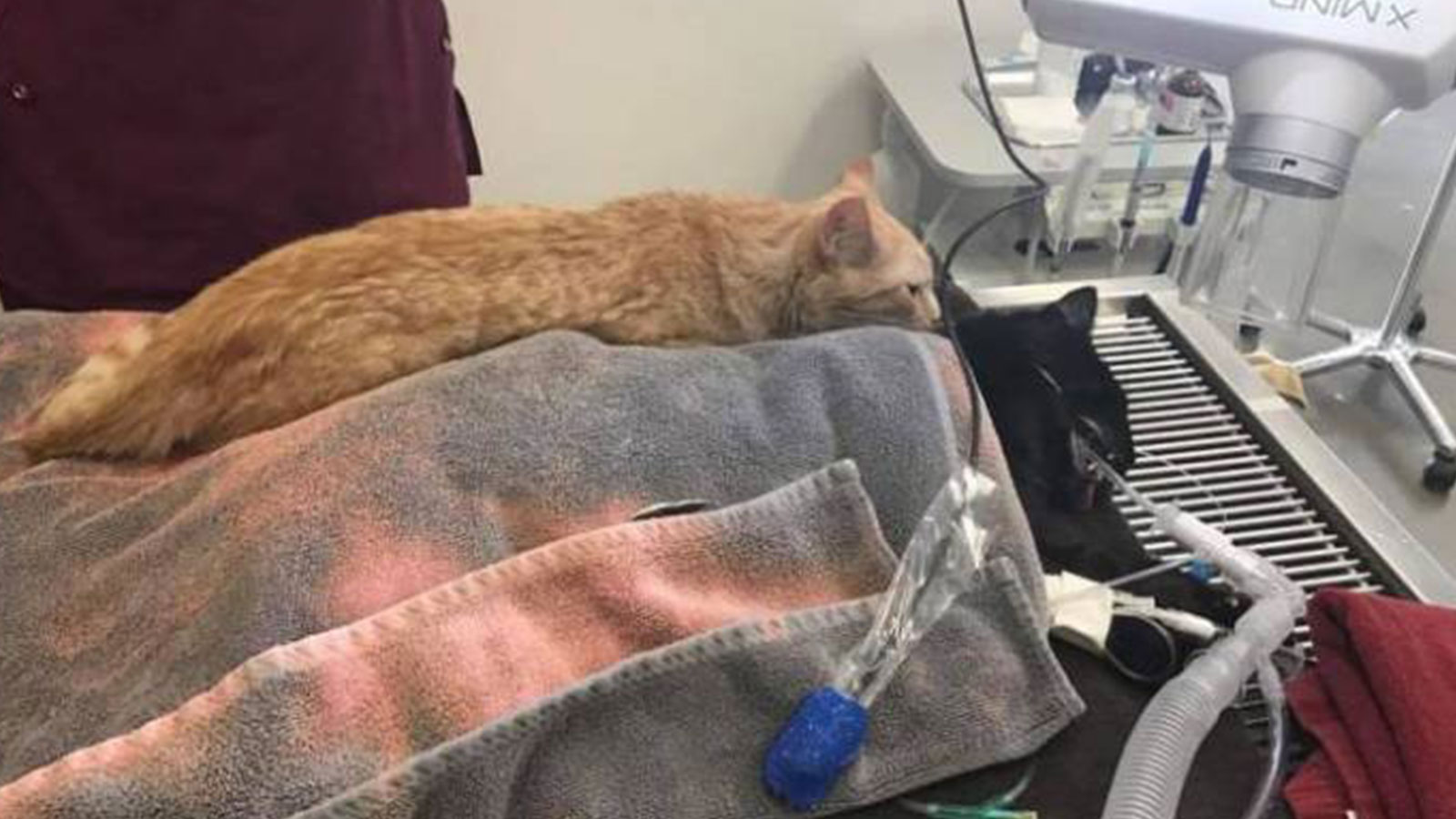 Kurtarılan yavru kedi Ron, hastanedeki yaralı hayvanlara �terapi