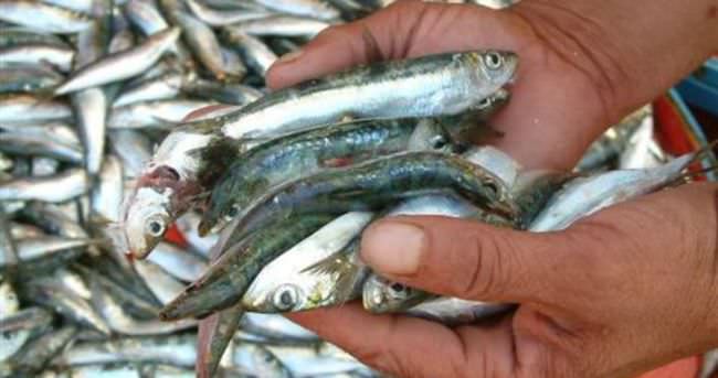 Sardalya ve istavrit de eylül ayında tüketilebilecek sağlıklı bir balık alternatifidir.