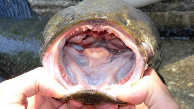Yılanbaş balığı alarmı: Gördüğünüz yerde öldürüp dondurun! ile ilgili görsel sonucu