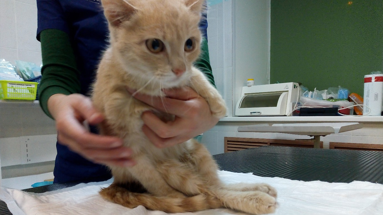 Rusya�da havalı tabanca ile 9 el ateş edilen yavru kedi �Patron�a