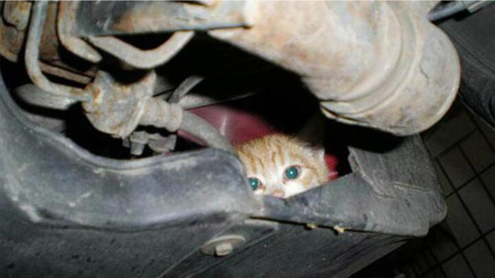 Кошка под капот. Котенок под капотом машины. Котенок под машиной. Кот залез под капот машины. Котики прячутся под машиной.