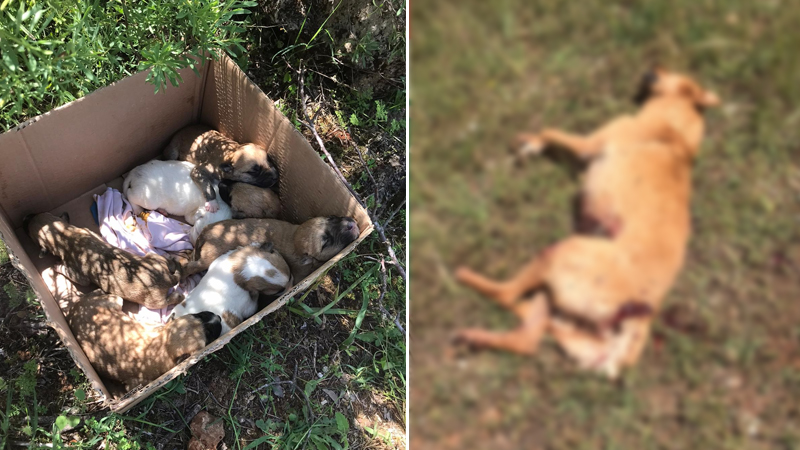 Antalya'da 7 yavrusu olan köpek tüfekle vurularak öldürüldü!