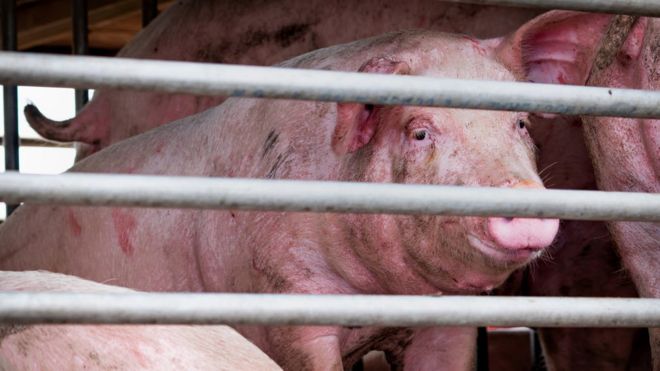 DSÖ'den pandemi oluşturma riski olan yeni domuz gribi türüyle ilgili