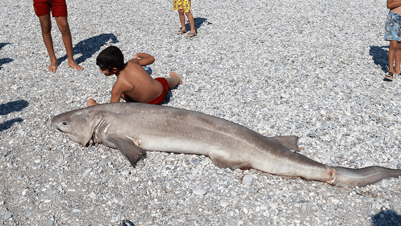 Olta ile avlanan ölü köpek balığı Antalya'da sahile vurdu