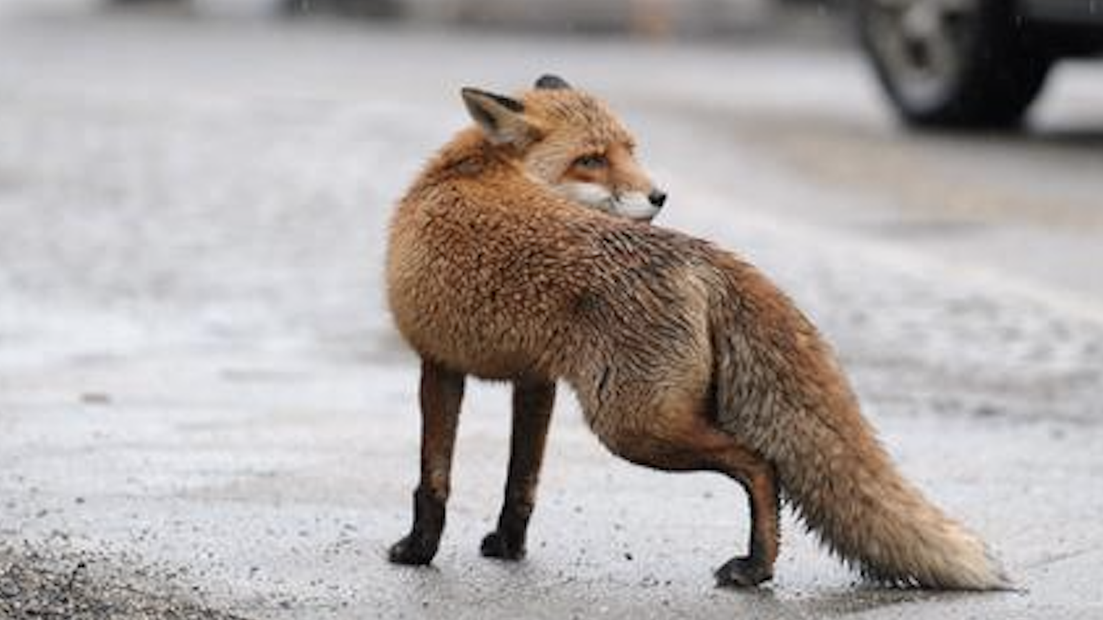 Лиса в америке ютуб. Fox found.