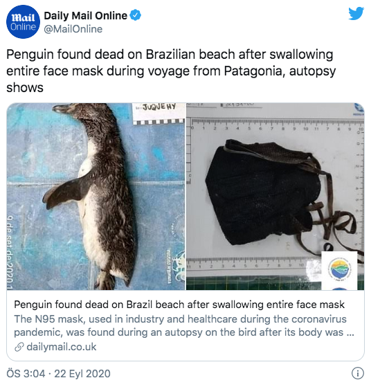 Ölü penguenin midesinden maske çıktı - Resim : 1