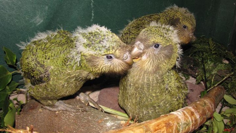 Dünyanın en iri papağanları 'kākāpō'lar, Yeni Zelanda'da iki defa 'Yılın Kuşu' seçilen ilk tür oldu