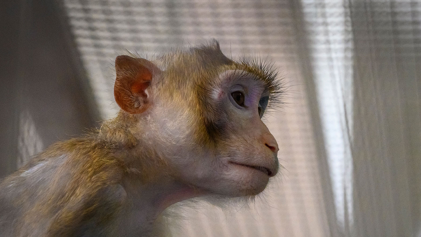 Обезьяна апрель 2024. Эмбрионы из стволовых клеток успешно имплантировали обезьянам.
