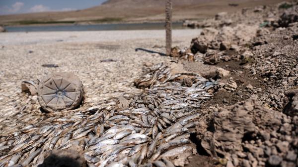 Sudaki oksijen miktarının azalmasıyla da barajdaki binlerce sazan türü balık öldü. Ölü balıklar, barajın kıyılarındaki suda tabaka oluşturdu. 