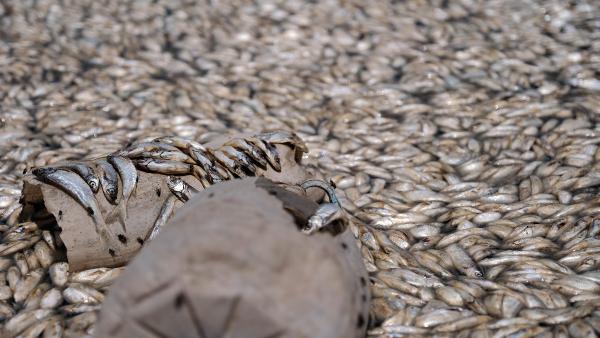 Su çekildi; May Barajı kıyıları binlerce balık ölüsüyle kaplandı 
