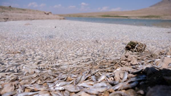 Su çekildi; May Barajı kıyıları binlerce balık ölüsüyle kaplandı 