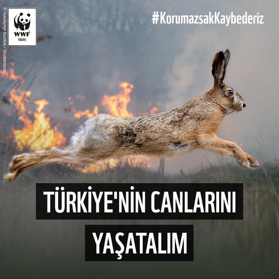 WWF Türkiye: Yangından etkilenen canlıların yaralarını sarmak için harekete geçiyoruz