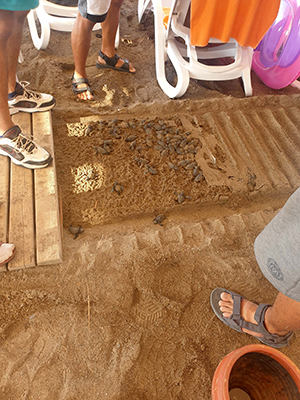 60 caretta caretta yavrusu, otelin kumsala koyduğu yürüme bandı altında sıkışarak can verdi!