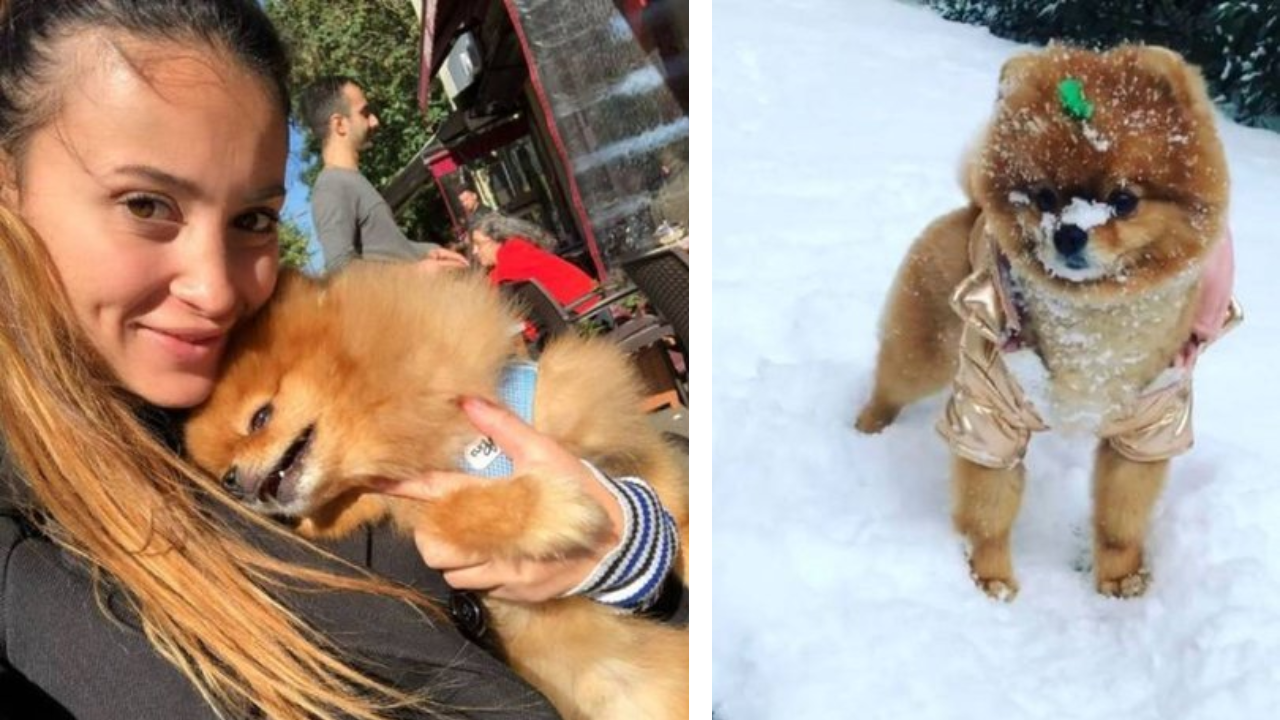 İstanbul�da köpek otelindeki ölüme suç duyurusu