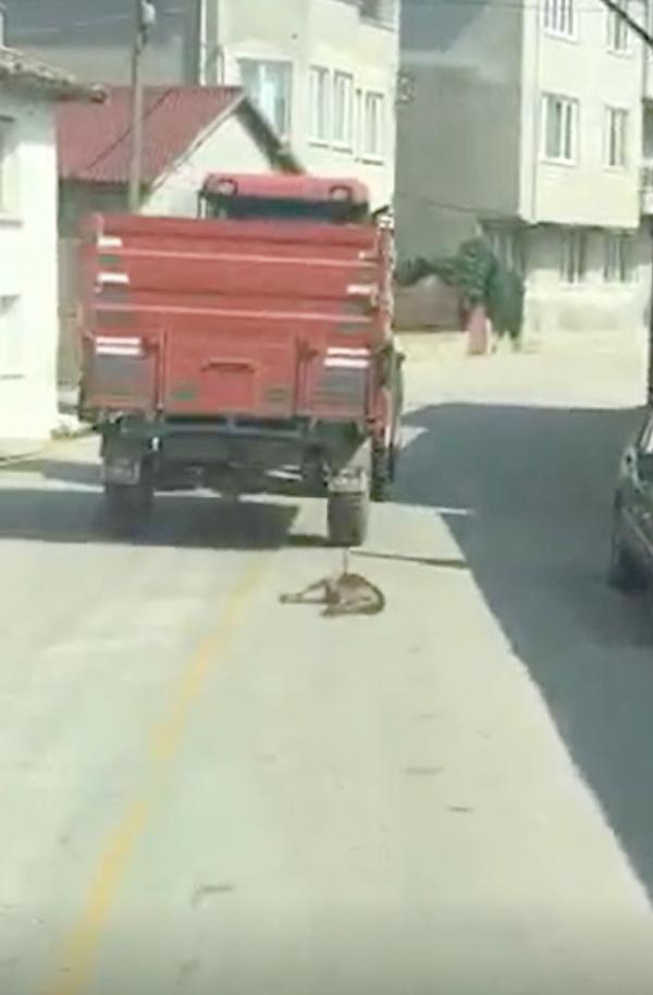 Köpeği traktöre bağlayarak sürükleyen sürücü hür bırakıldı