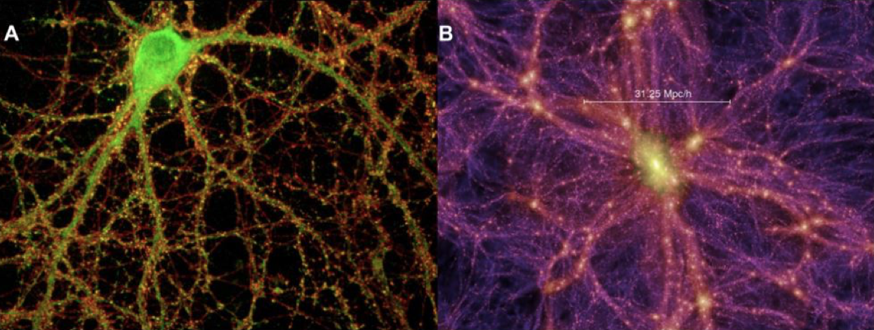 Самая большая нейросеть. Нейроны мозга и Вселенная. Нейроны космос. Клетка мозга и Вселенная. Структура Вселенной и головного мозга.
