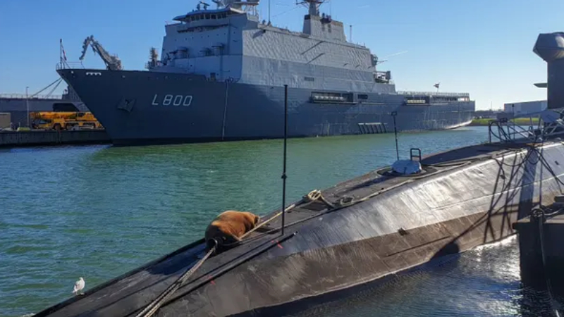 23 yıl sonra birinci sefer: Hollanda'da bir denizaltının üzerinde deniz aygırı bulundu