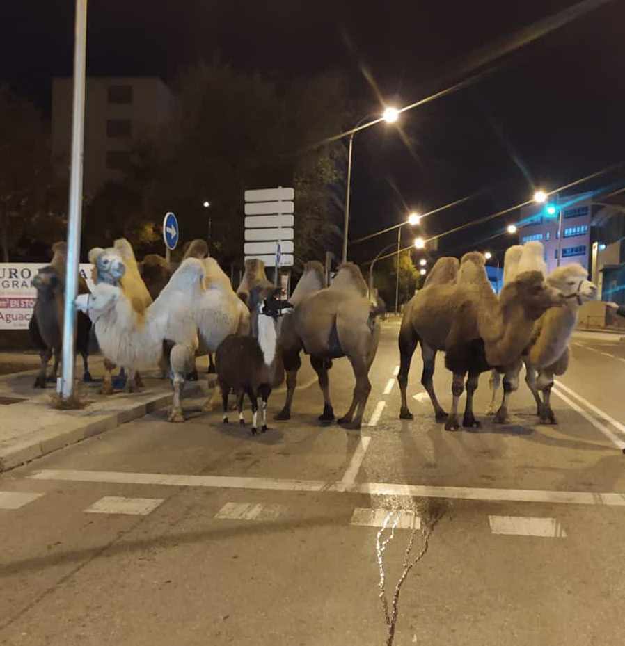 Sirkten kaçan 8 deve ve bir lama, Madrid sokaklarında turladı
