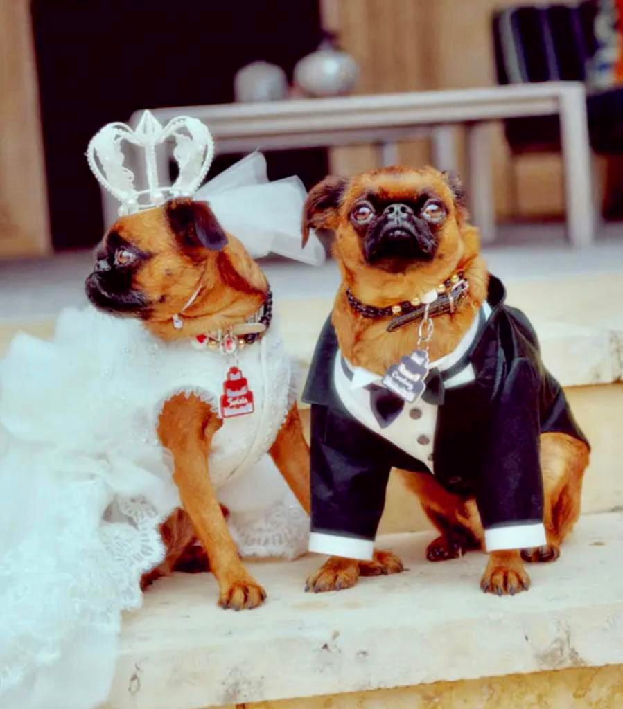 Ertuğrul Özkök: Yıldız Tilbe öldürtmediği köpeklere 25 bin dolarlık düğün yapar mı?
