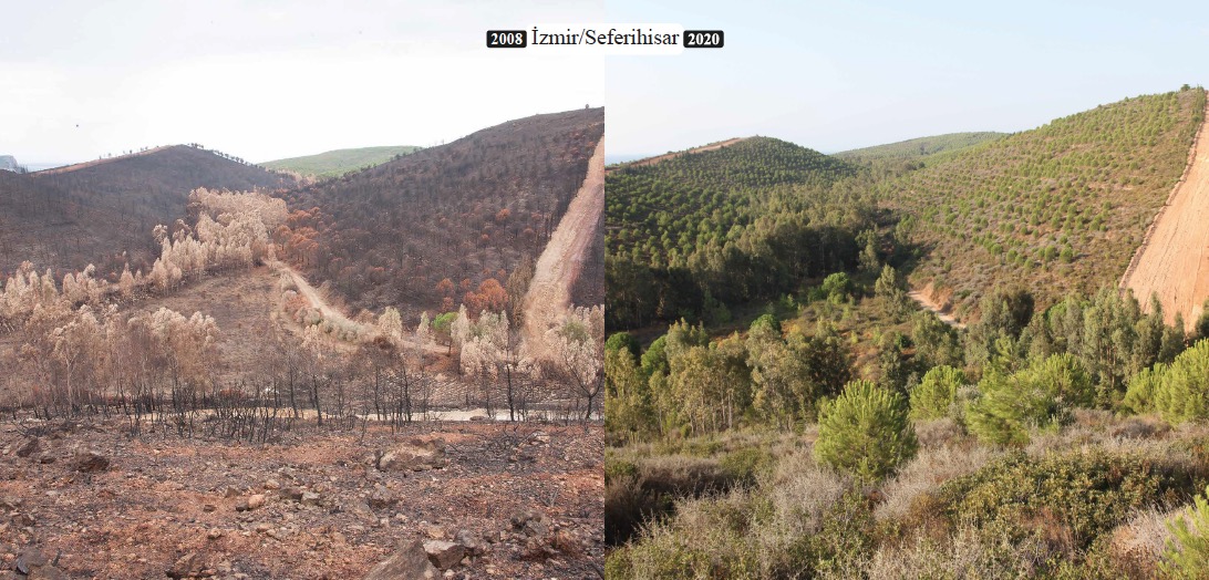 Orman Genel Müdürlüğü: Türkiye'nin orman varlığı bir yılda 177 bin hektar arttı