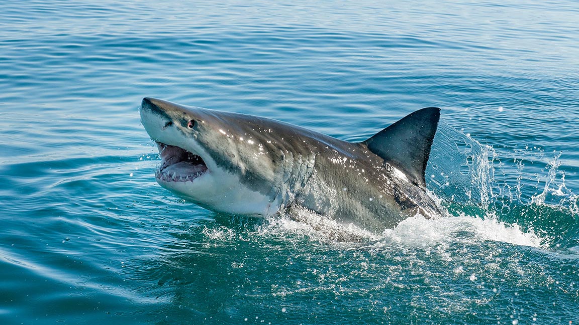 Mısır'da köpek balığı saldırısında iki kişi hayatını kaybetti