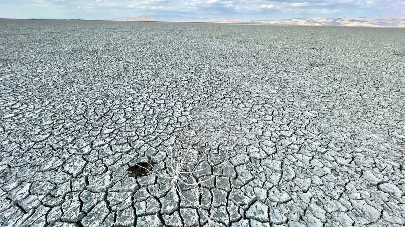 Kuraklık sonucu suları çekilen Akşehir Gölü'nde çok sayıda yaban ördeği ölü bulundu